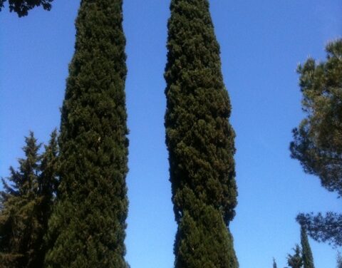 Sommer ohne Flingern II: Fiesole, bei Florenz