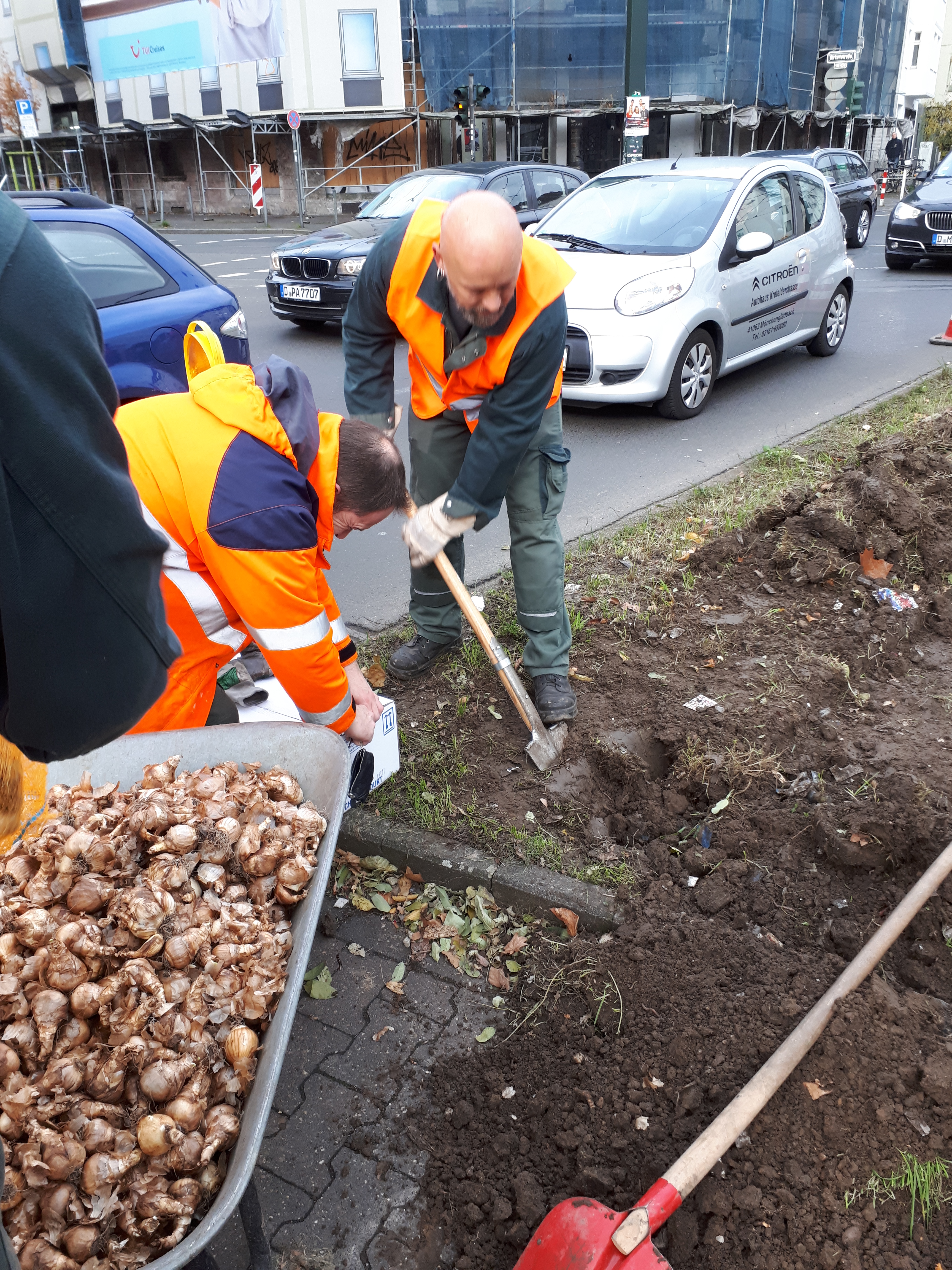 6000 Narzissen für Flingern